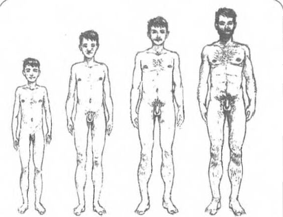 Velikost penisa glede na starost